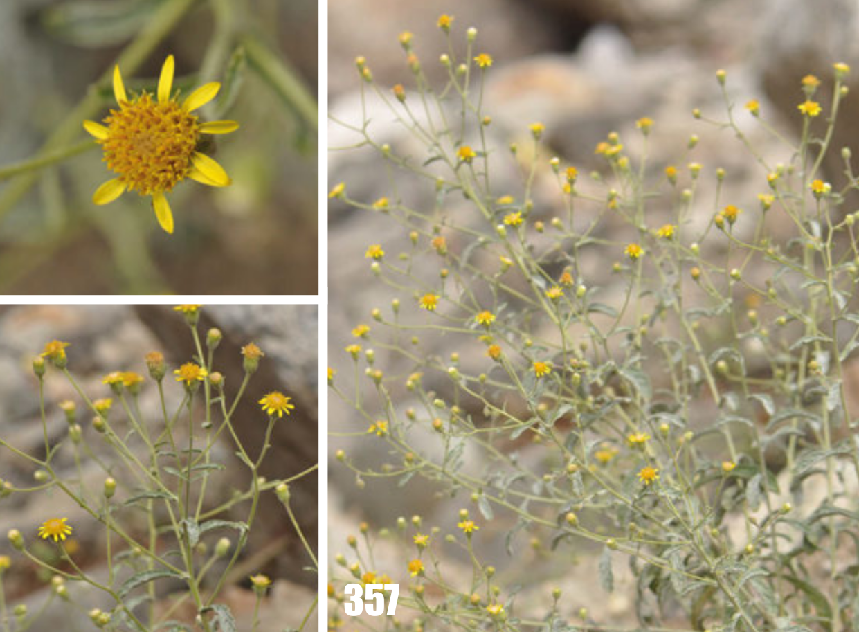 Pulicaria salviifolia: Pulicaria salviifolia, Tajikistan.