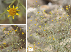 Pulicaria salviifolia: Pulicaria salviifolia, Tajikistan.