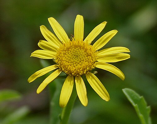 Pulicaria wightiana: Sontikli Pulicaria wightiana in Hyderabad , India .