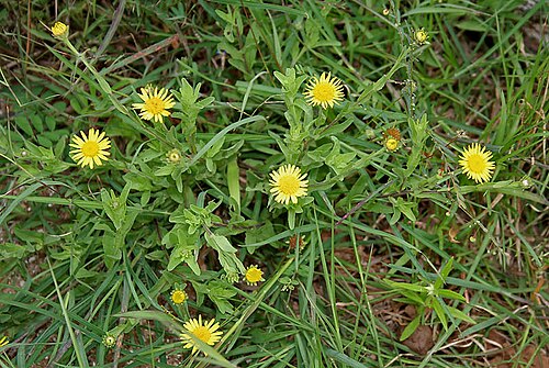 Pulicaria wightiana: Sontikli Pulicaria wightiana in Hyderabad , India .