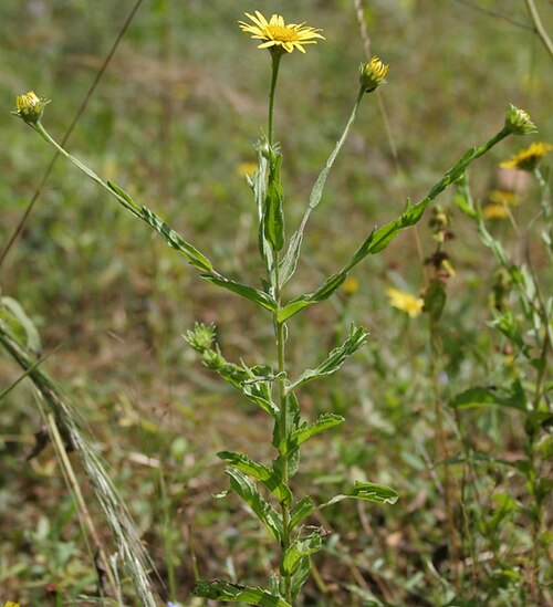 Pulicaria wightiana: Sontikli Pulicaria wightiana in Narsapur, Andhra Pradesh, India.