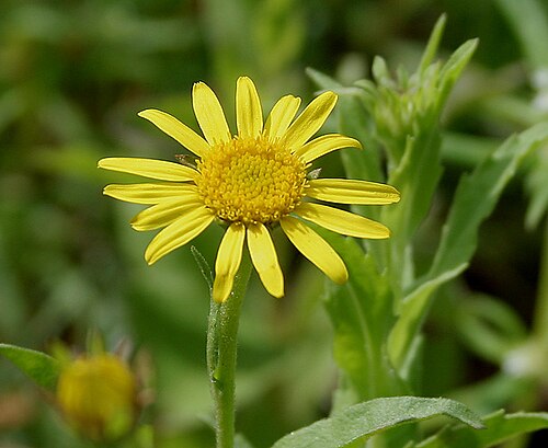 Pulicaria wightiana: Sontikli Pulicaria wightiana in Hyderabad , India .