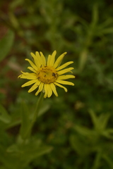 Pulicaria wightiana (Pulicaria wightiana)
