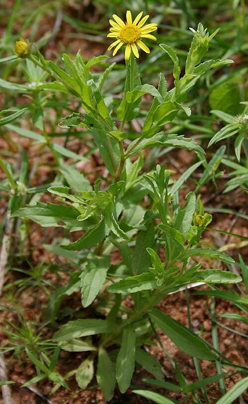 Pulicaria wightiana: Sontikli Pulicaria wightiana in Hyderabad , India .