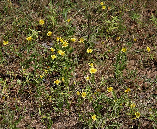 Pulicaria wightiana: Sontikli Pulicaria wightiana in Narsapur, Andhra Pradesh, India.