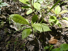 Hard alder (Pullea stutzeri)