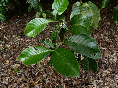 Hard alder (Pullea stutzeri)