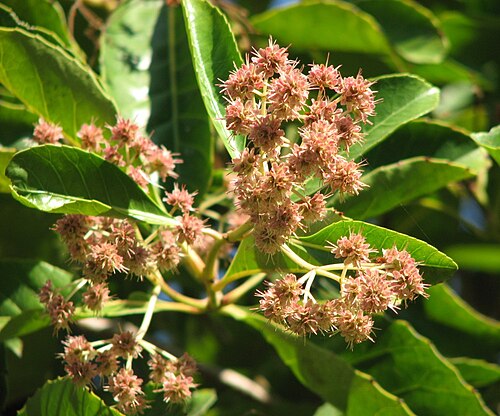 Hard alder: Pullea stutzeri , Royal Botanic Gardens, Melbourne