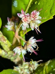 Hard alder (Pullea stutzeri)