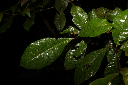 Hard alder (Pullea stutzeri)
