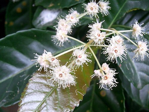 Hard alder: Pullea stutzeri Royal Botanic Gardens Sydney