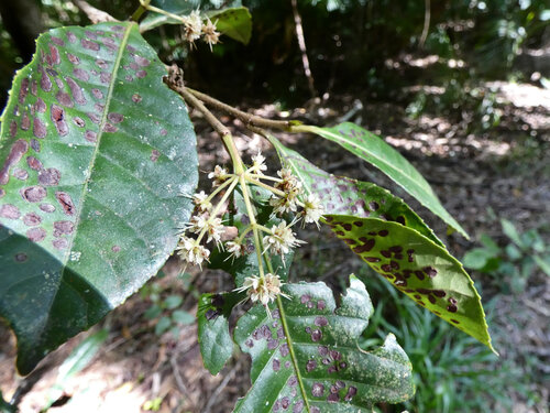 Hard alder (Pullea stutzeri)