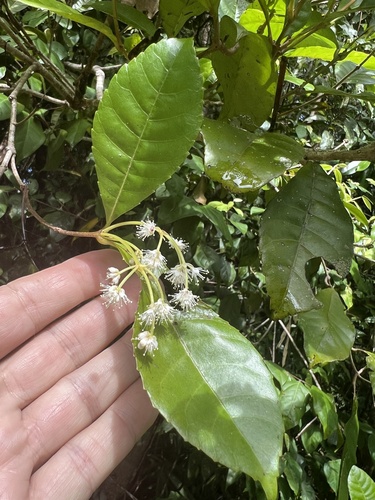 Hard alder (Pullea stutzeri)