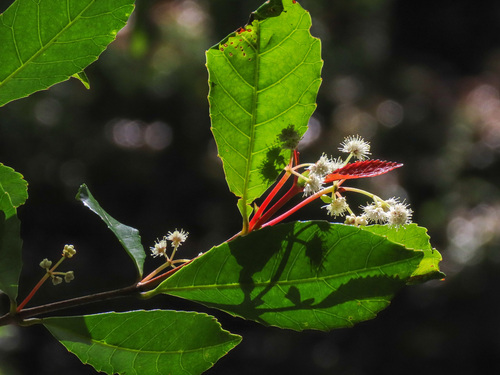 Hard alder (Pullea stutzeri)