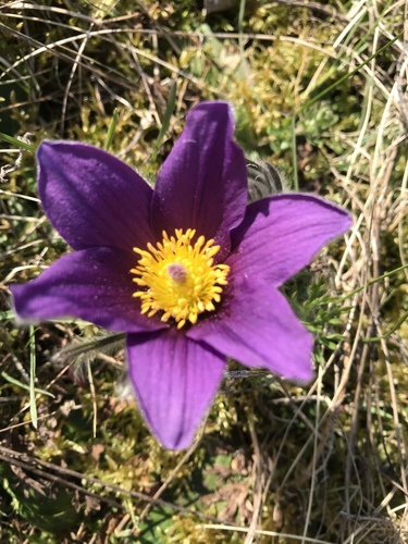 European pasqueflower (Pulsatilla vulgaris)