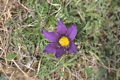 European pasqueflower: Die Blüte einer Gewöhnlichen Kuhschelle ( Anemone pulsatilla ) im Naturschutzgebiet Badstube Mimbach.