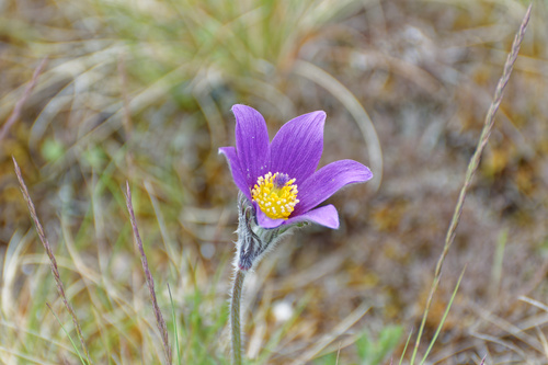European pasqueflower (Pulsatilla vulgaris)