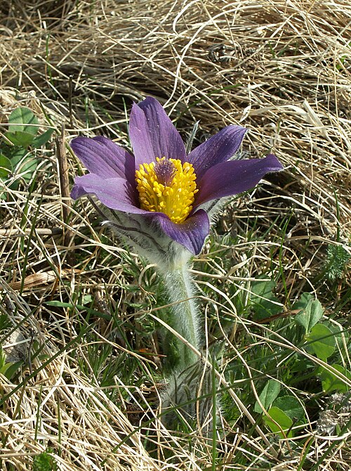 European pasqueflower: Pulsatilla vulgaris at Fjärås bräcka (south of Göteborg, Sweden), 23 April 2011.