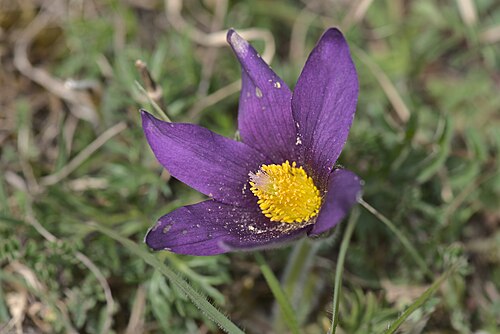European pasqueflower: Die Blüte einer Gewöhnlichen Kuhschelle ( Anemone pulsatilla ) im Naturschutzgebiet Badstube Mimbach.