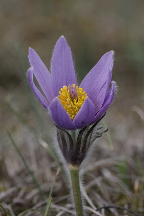 European pasqueflower: Pasqueflower - Pulsatilla vulgaris