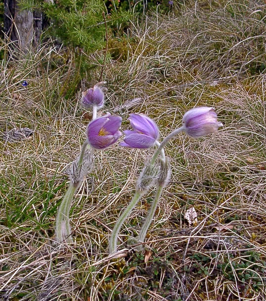 European pasqueflower (Pulsatilla vulgaris)