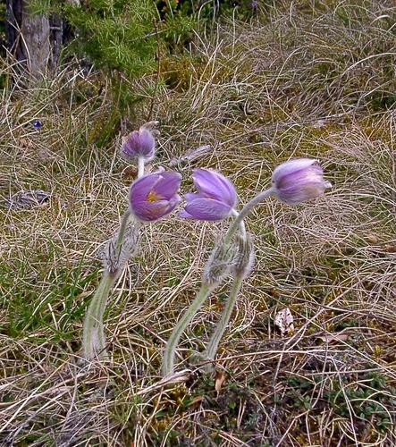 European pasqueflower