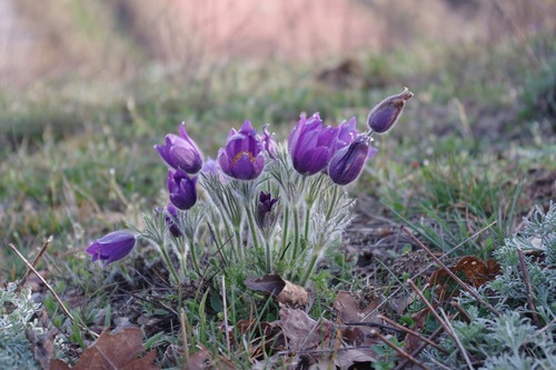 European pasqueflower (Pulsatilla vulgaris)