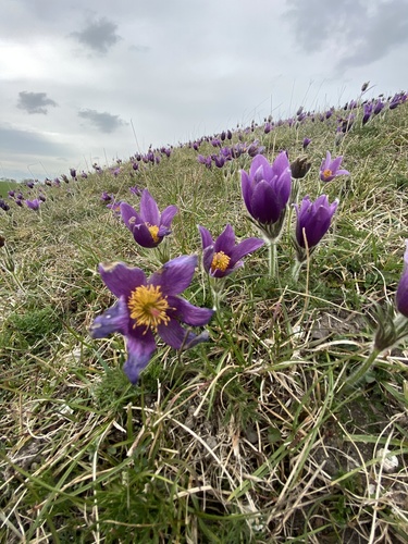 European pasqueflower (Pulsatilla vulgaris)