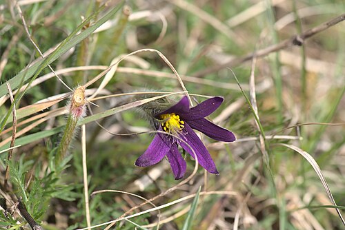 European pasqueflower: Die Blüte einer Gewöhnlichen Kuhschelle ( Anemone pulsatilla ) im Naturschutzgebiet Badstube Mimbach.