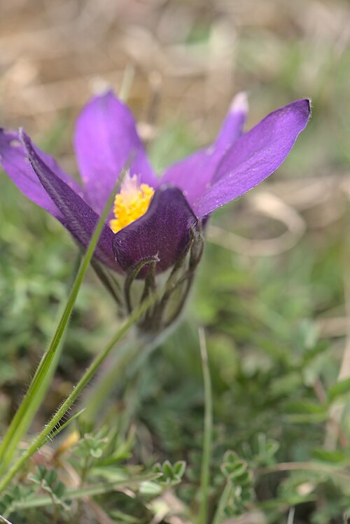 European pasqueflower: Die Blüte einer Gewöhnlichen Kuhschelle ( Anemone pulsatilla ) im Naturschutzgebiet Badstube Mimbach.