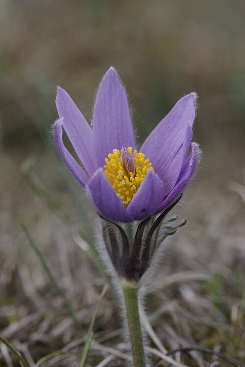 European pasqueflower: Pasqueflower - Pulsatilla vulgaris