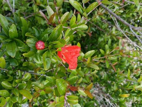 Pomegranate (Punica granatum)