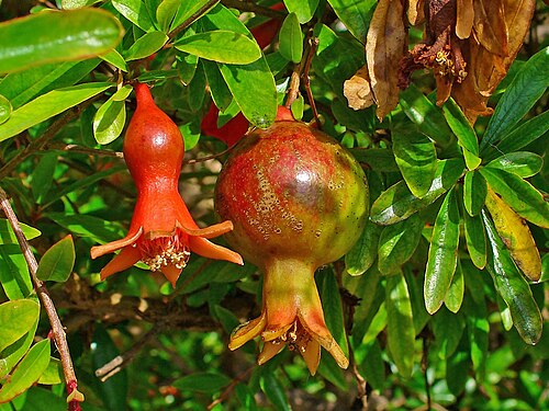 Pomegranate: Punica granatum , Lythraceae, Pomegranate, developing fruits. Botanical Garden Karlsruhe, Germany.