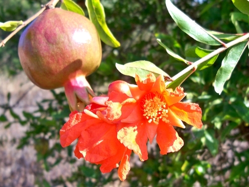 Pomegranate (Punica granatum)