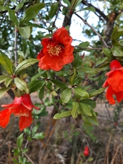Pomegranate (Punica granatum)