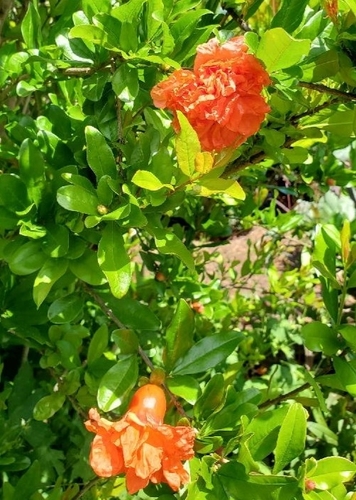 Pomegranate (Punica granatum)