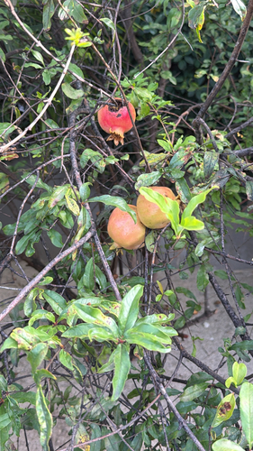 Pomegranate (Punica granatum)