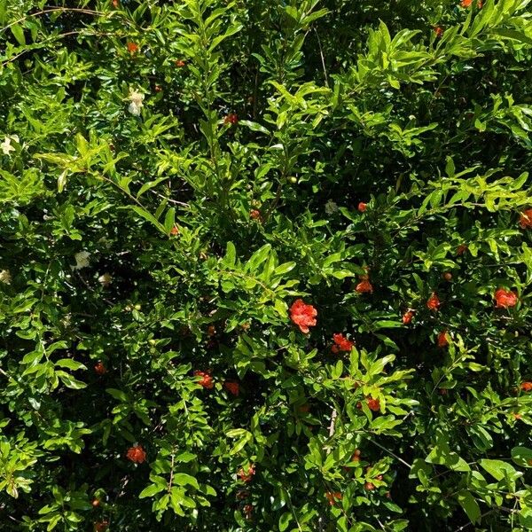 Pomegranate (Punica granatum)