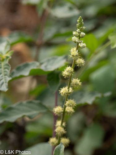 Forest burr (Pupalia lappacea)