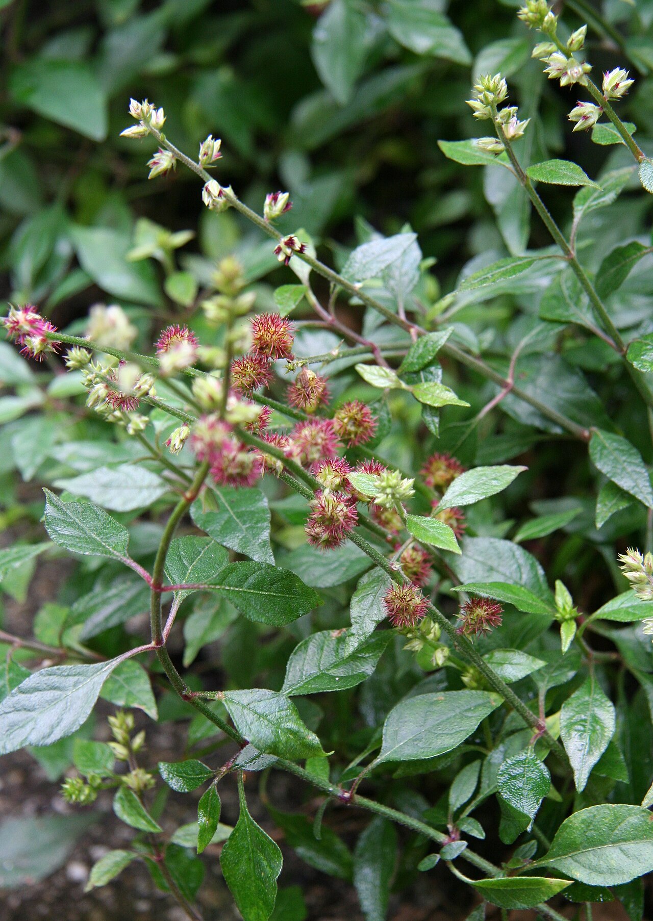 Forest burr: Pupalia lappacea im Botanischen Garten Dresden