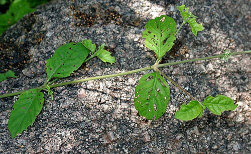 Forest burr: Pupalia lappacea (Syn. Achyranthes atropurpurea , A. lappacea , Desmochaeta atropurpurea , Desmochaeta flavescens , P. atropurpurea , P. lappacea var. velutina