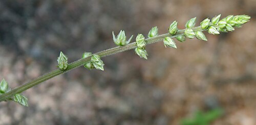 Forest burr: Pupalia lappacea (Syn. Achyranthes atropurpurea , A. lappacea , Desmochaeta atropurpurea , Desmochaeta flavescens , P. atropurpurea , P. lappacea var. velutina