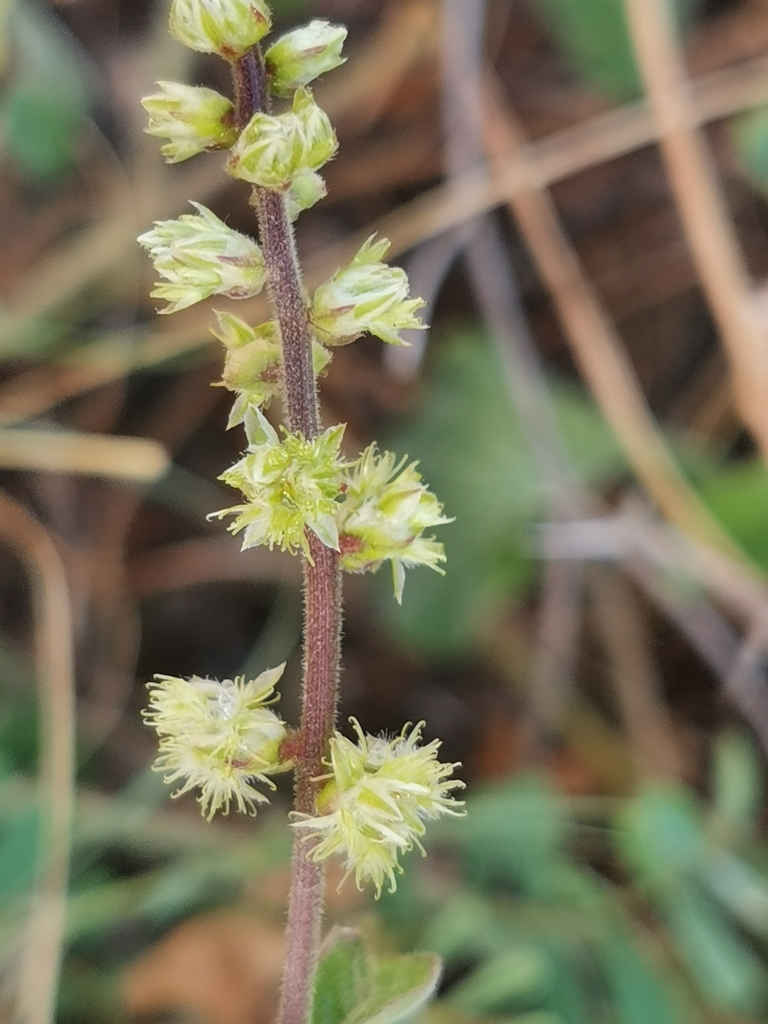 Forest burr (Pupalia lappacea)