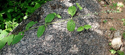 Forest burr: Pupalia lappacea (Syn. Achyranthes atropurpurea , A. lappacea , Desmochaeta atropurpurea , Desmochaeta flavescens , P. atropurpurea , P. lappacea var. velutina