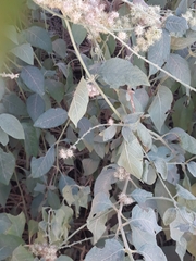 Forest burr (Pupalia lappacea)