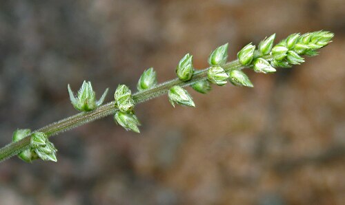 Forest burr: Pupalia lappacea (Syn. Achyranthes atropurpurea , A. lappacea , Desmochaeta atropurpurea , Desmochaeta flavescens , P. atropurpurea , P. lappacea var. velutina