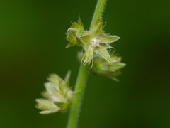 Forest burr (Pupalia lappacea)