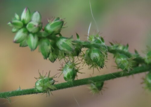 Forest burr (Pupalia lappacea)