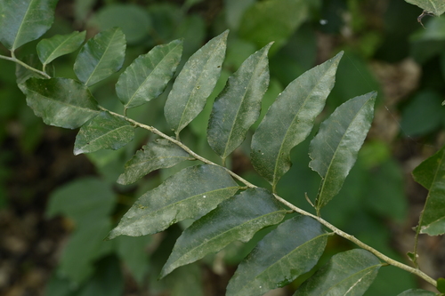 Putranjiva formosana (Putranjiva formosana)