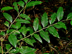Putranjiva formosana (Putranjiva formosana)